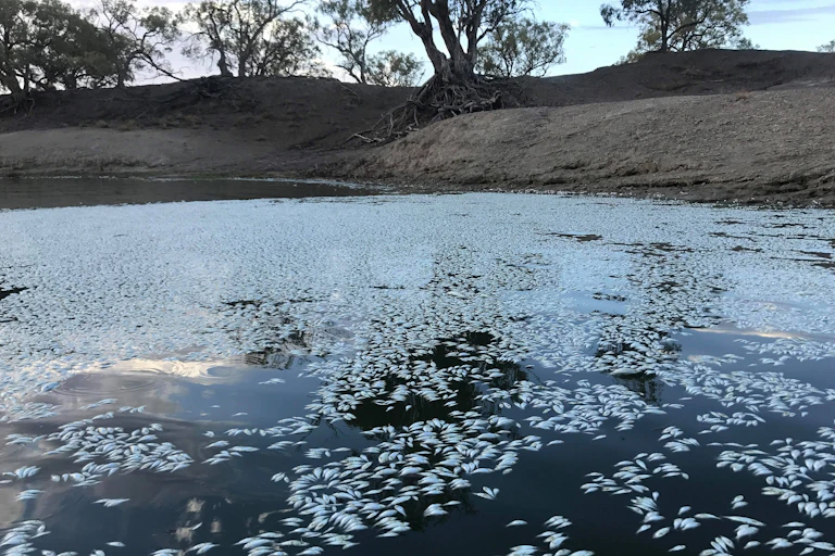 Dead white fish floating in a lake