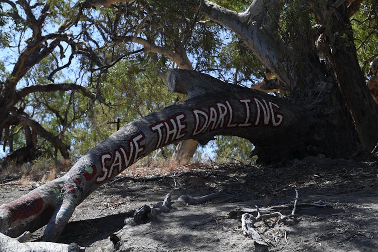 'Save the darling' graffitied along a tree trunk