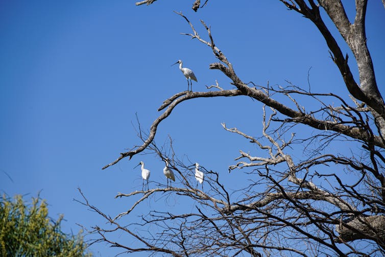 Four water fowls stand on leafless tree trunks