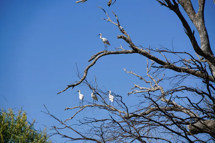 Four water fowls stand on leafless tree trunks