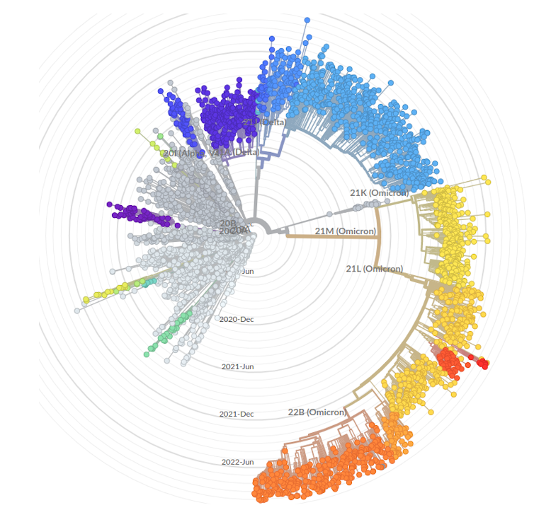Phylogeny of SARS-CoV-2
