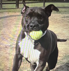 A black and white dog runs with a tennis ball in its mouth