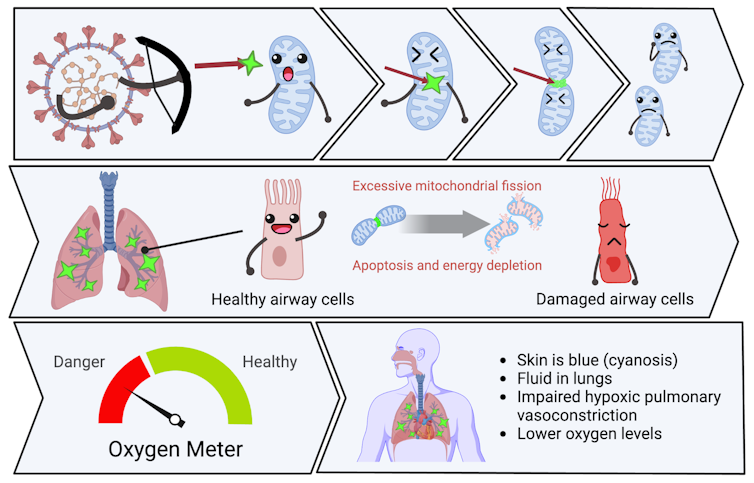 Cartoon with three panels: a coronavirus shooting arrows at mitochondria and spitting them in two; lungs and contrasting healthy and damaged lung cells; an oxygen meter with the needle in the red zone; and a human silhouette showing airways