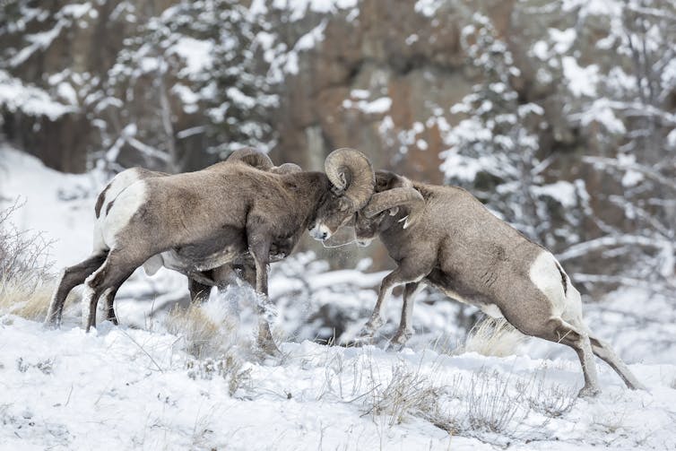 two bighorn sheep butt heads