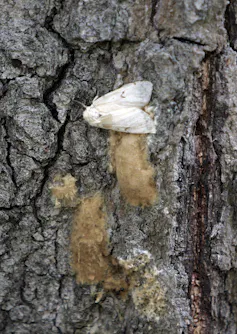 A moth laying eggs