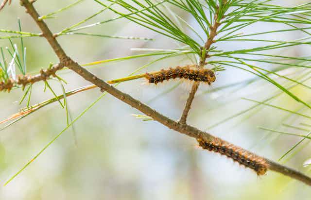 Two caterpillars on tree branches