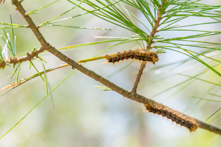 Two caterpillars on tree branches