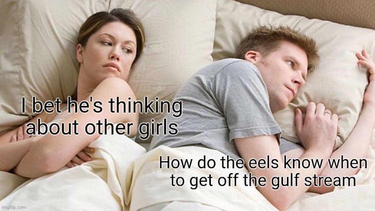 An eel meme, of a man and woman sleeping next to each other, one is thinking about eels