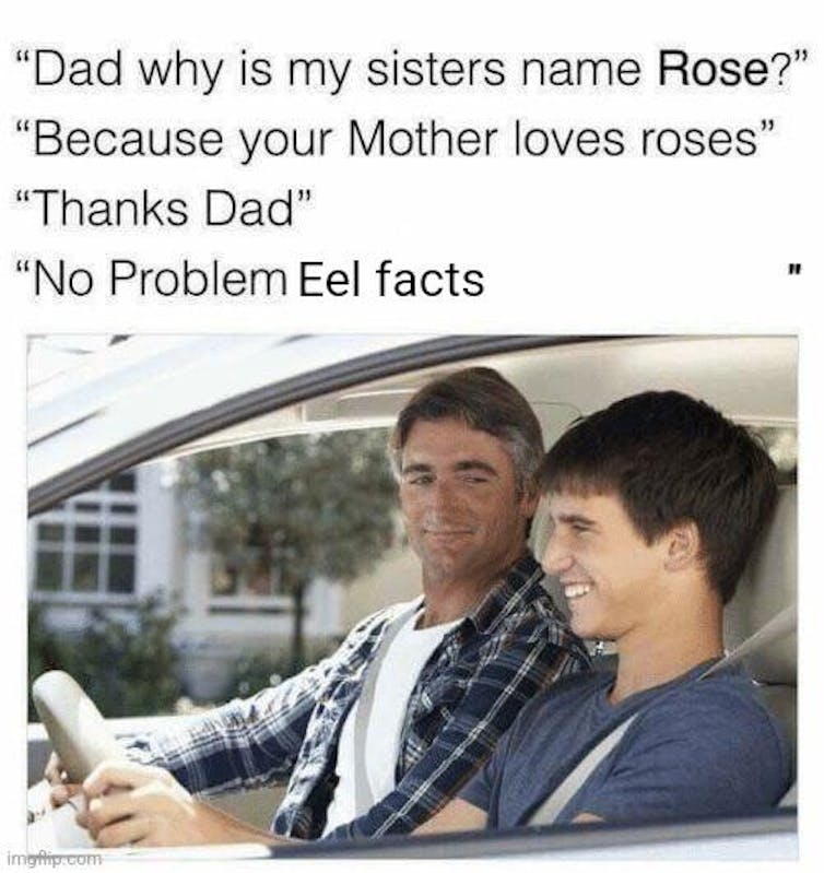 Meme of a father and son, the son's name is eel facts