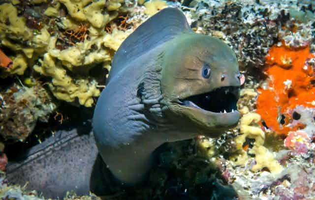 A scary moray eel