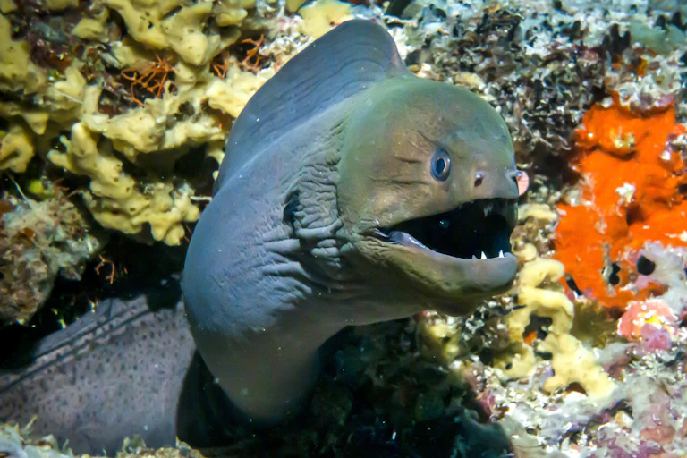 A scary moray eel