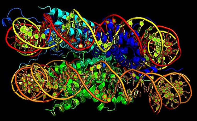 DNA diagram