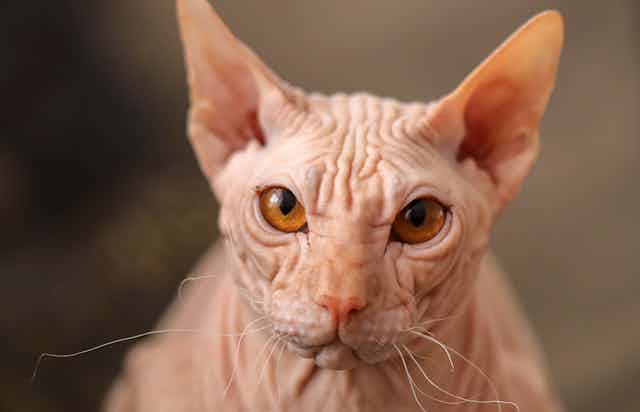 A beige sphynx can with a wrinkly face and amber eyes looking at the camera