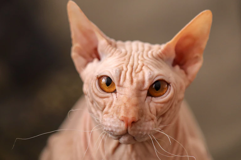 A beige sphynx can with a wrinkly face and amber eyes looking at the camera