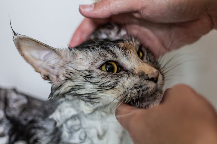 A tabby cat being washed