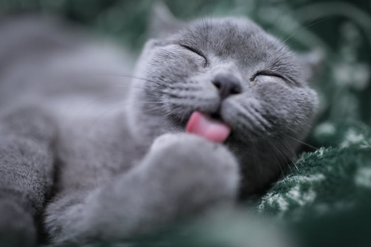 A grey cat licking its paw