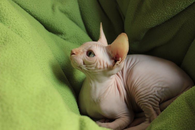A sphynx cat sitting on a green blanket