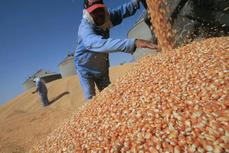 A worker gathers harvested maize