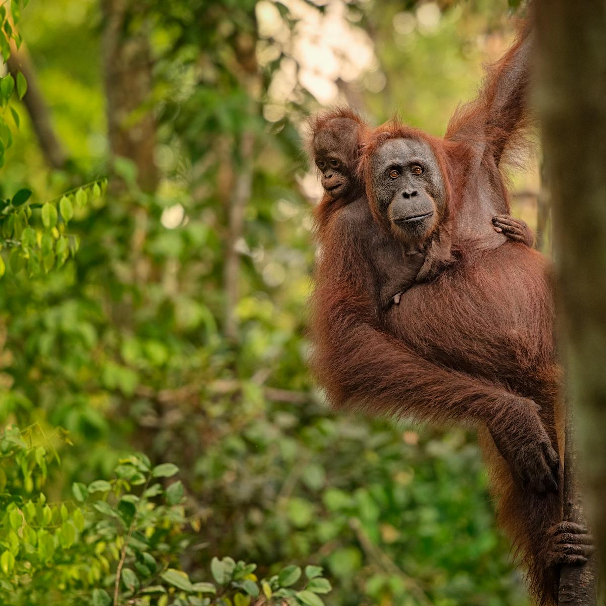 could conservation save the ape?