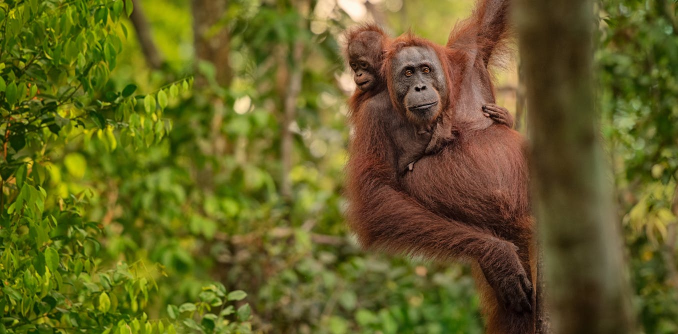 Orangutans: could ‘half-Earth’ conservation save the red ape?