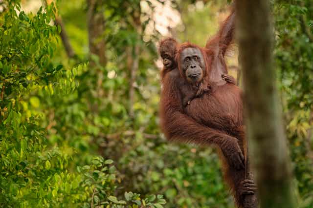 orangutan in a tree