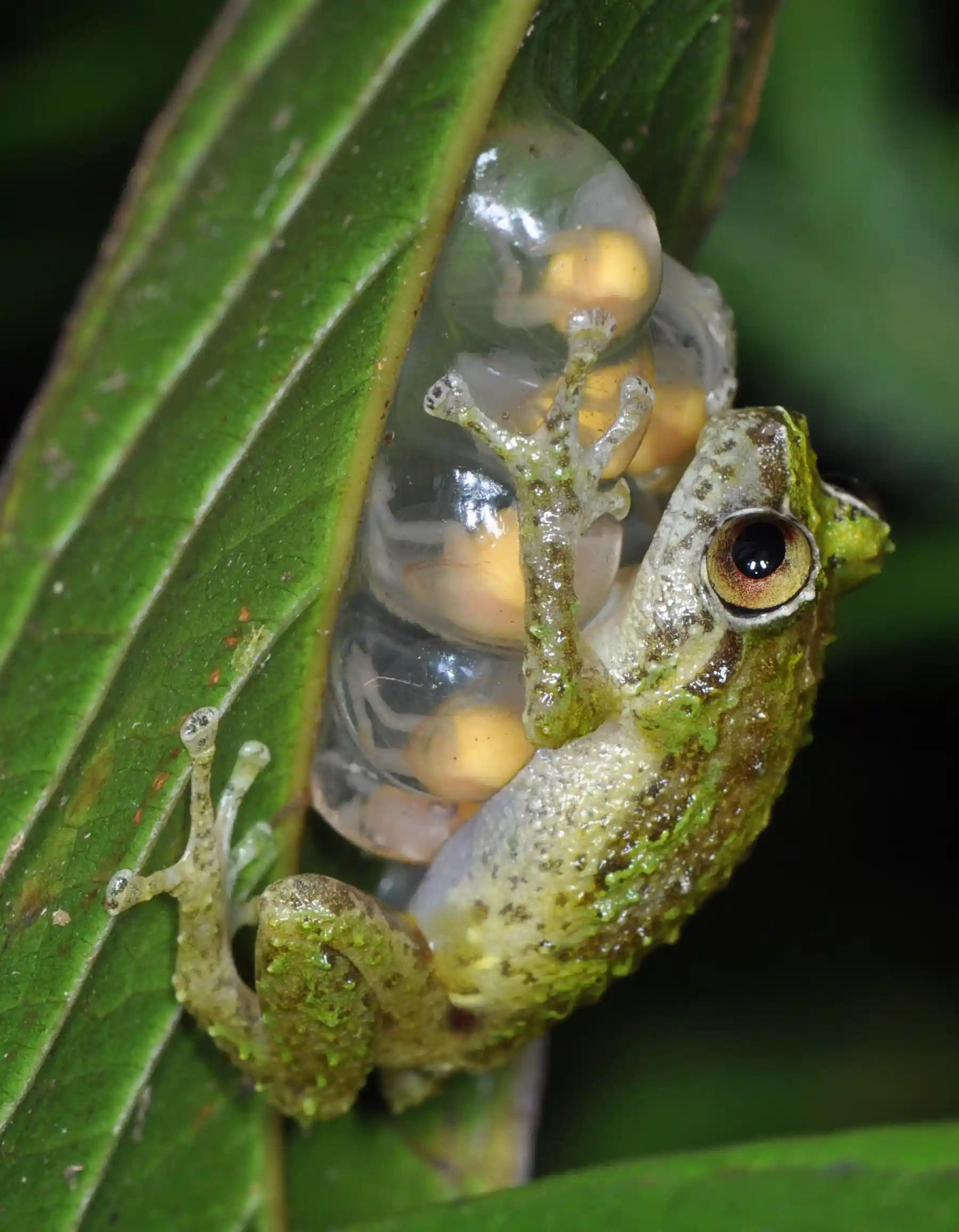 Gliding treefrogs, mini-males and burrowing frogs in trees: why ...