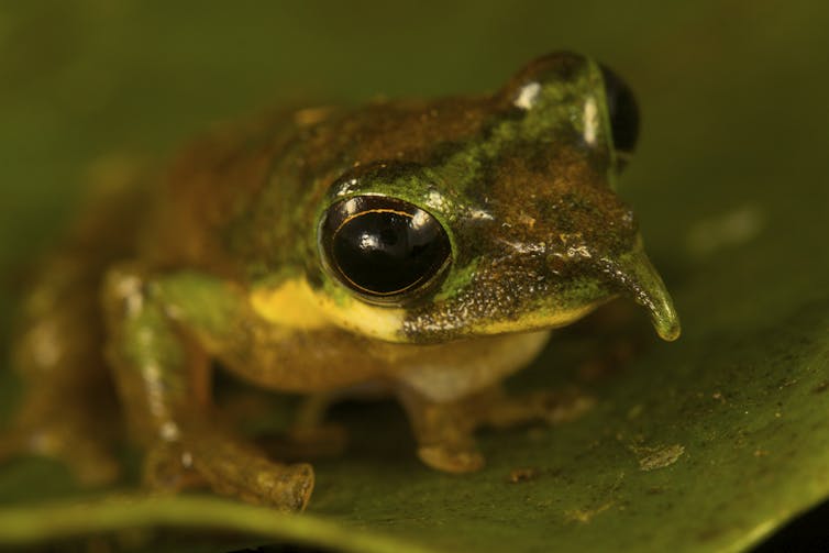 Gliding treefrogs, mini-males and burrowing frogs in trees: why Melanesia is the world's tropical island frog hotspot
