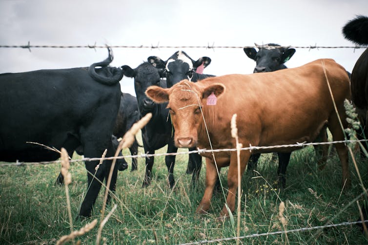 Brown and black cows behind a fence