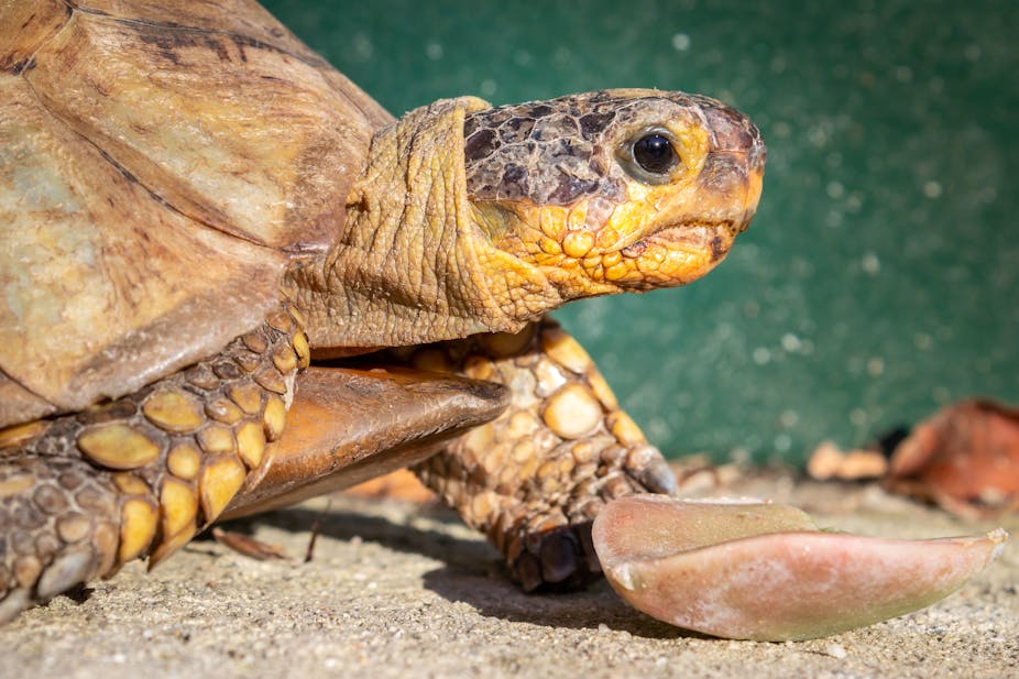 A tortoise with a yellow and black spotted head, its shell a lightish brown, is pictured in close-up