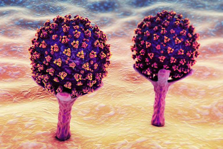 An illustration of SARS-CoV-2 binding to the ACE2 receptors on a human cell.