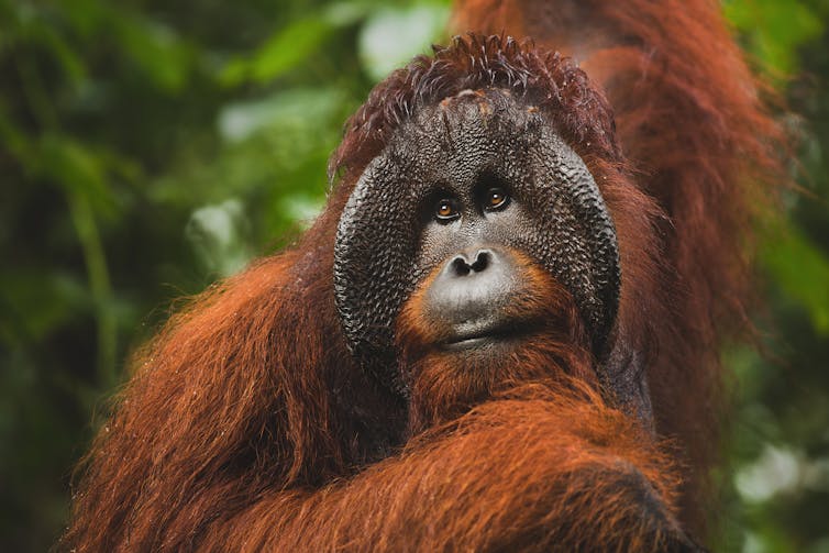 Orangutan yang tampak sedih