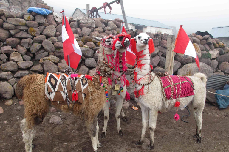 Llamas al frente de una caravana (llamados localmente delanteros).