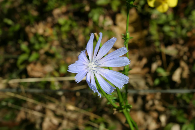 A lavender flower blooms above a forest floor