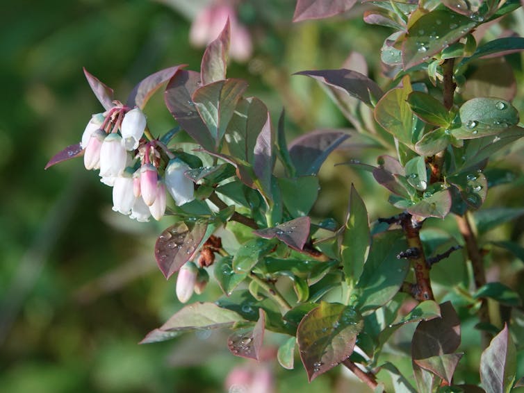 Flowers opening on a blueberry bush