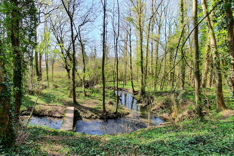 arbres et rivière