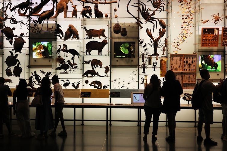 Visitors view display cases holding preserved animals