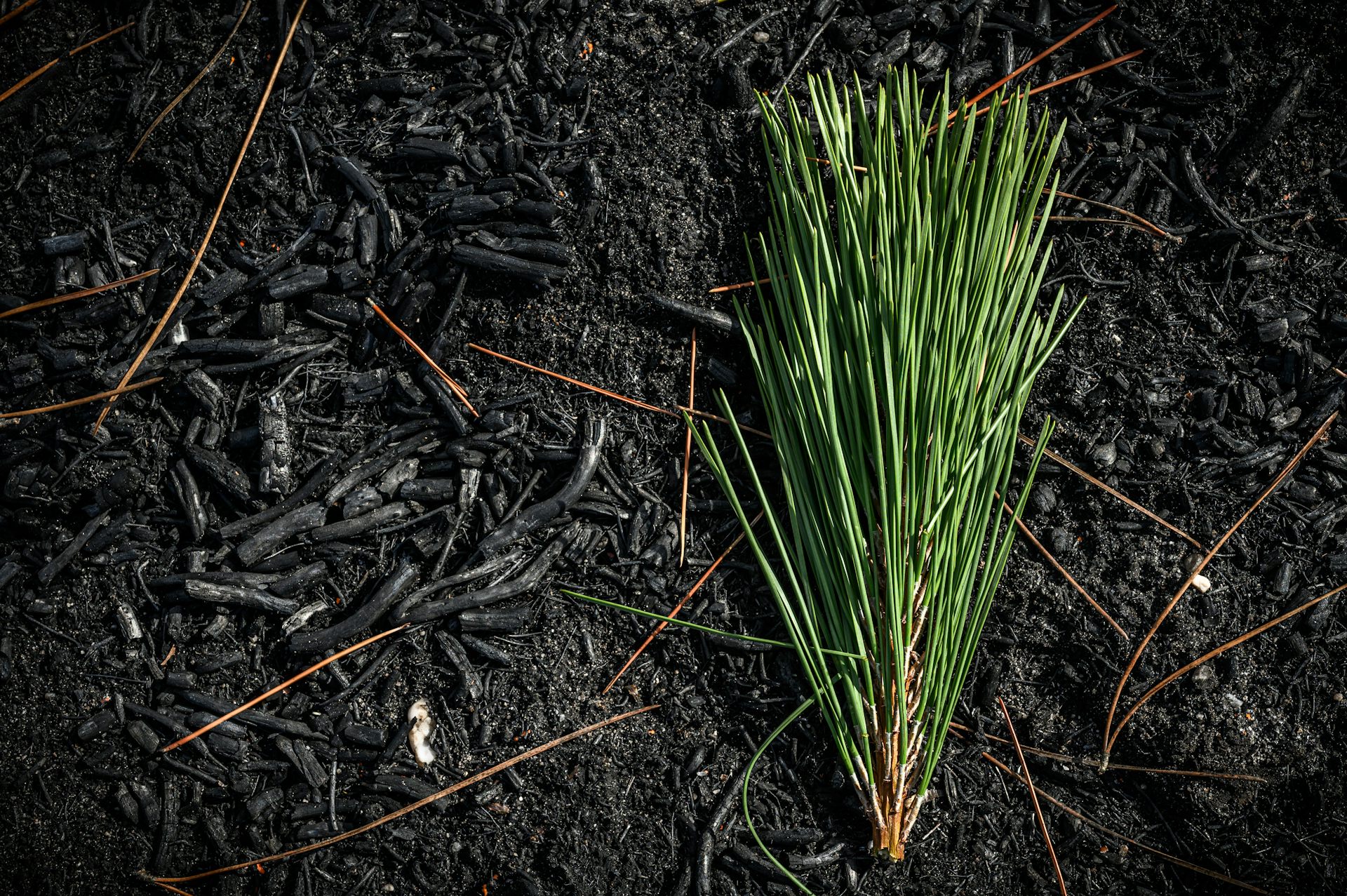 Sol d'une forêt de pins maritimes après des incendies