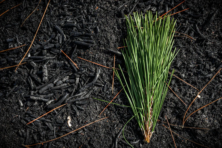 Sol d'une forêt de pins maritimes après des incendies