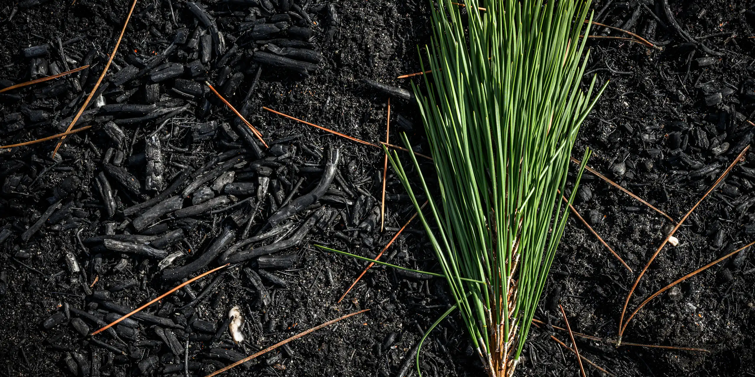 Sol d'une forêt de pins maritimes après des incendies
