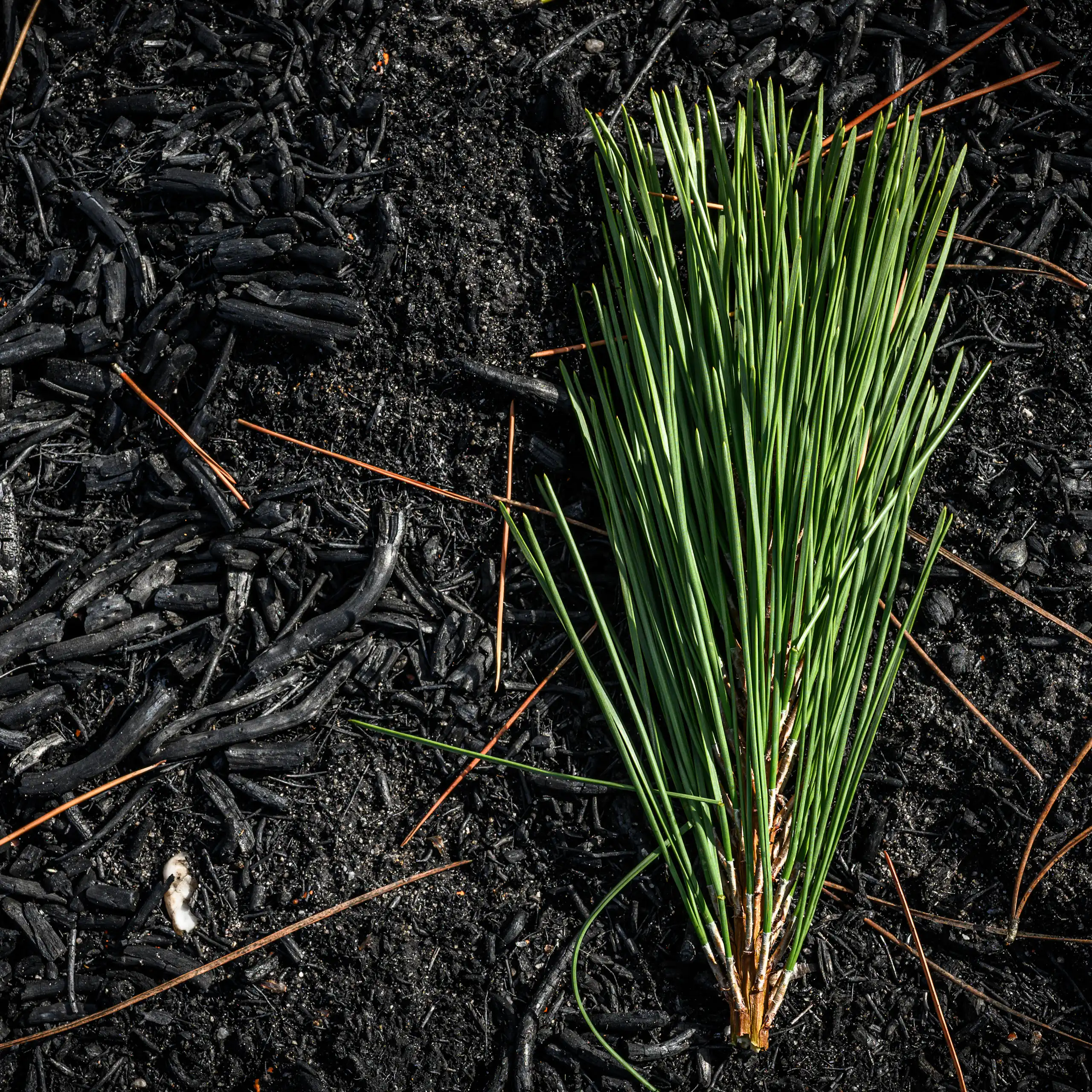 Sol d'une forêt de pins maritimes après des incendies