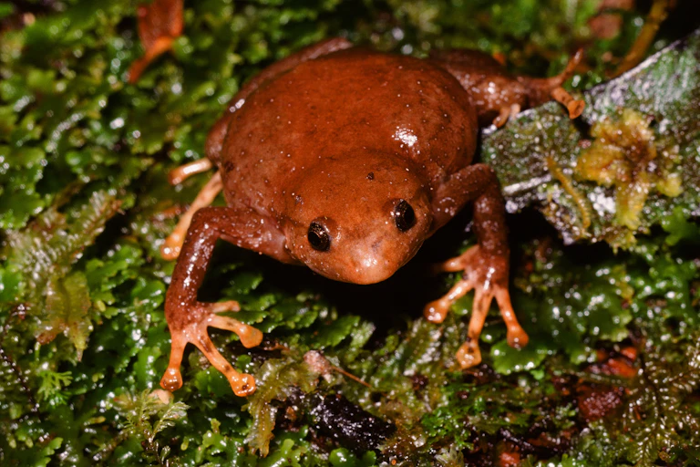PNG frog