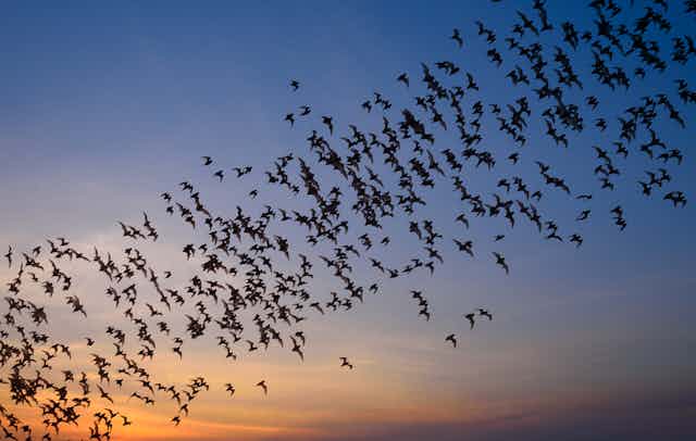 a large group of flying bats silhouetted against a sunset sky