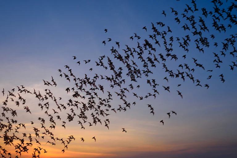 a large group of flying bats silhouetted against a sunset sky