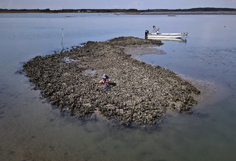 oyster reef virginia