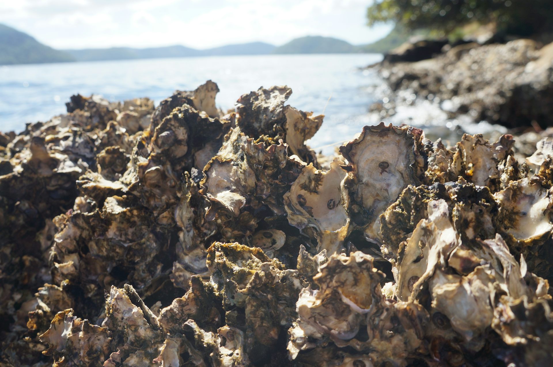 Oysters In Ocean