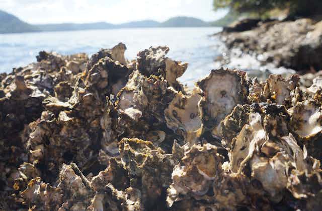oysters on rock