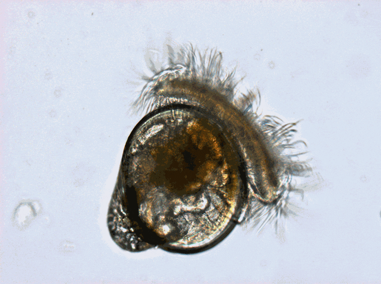 oyster larvae