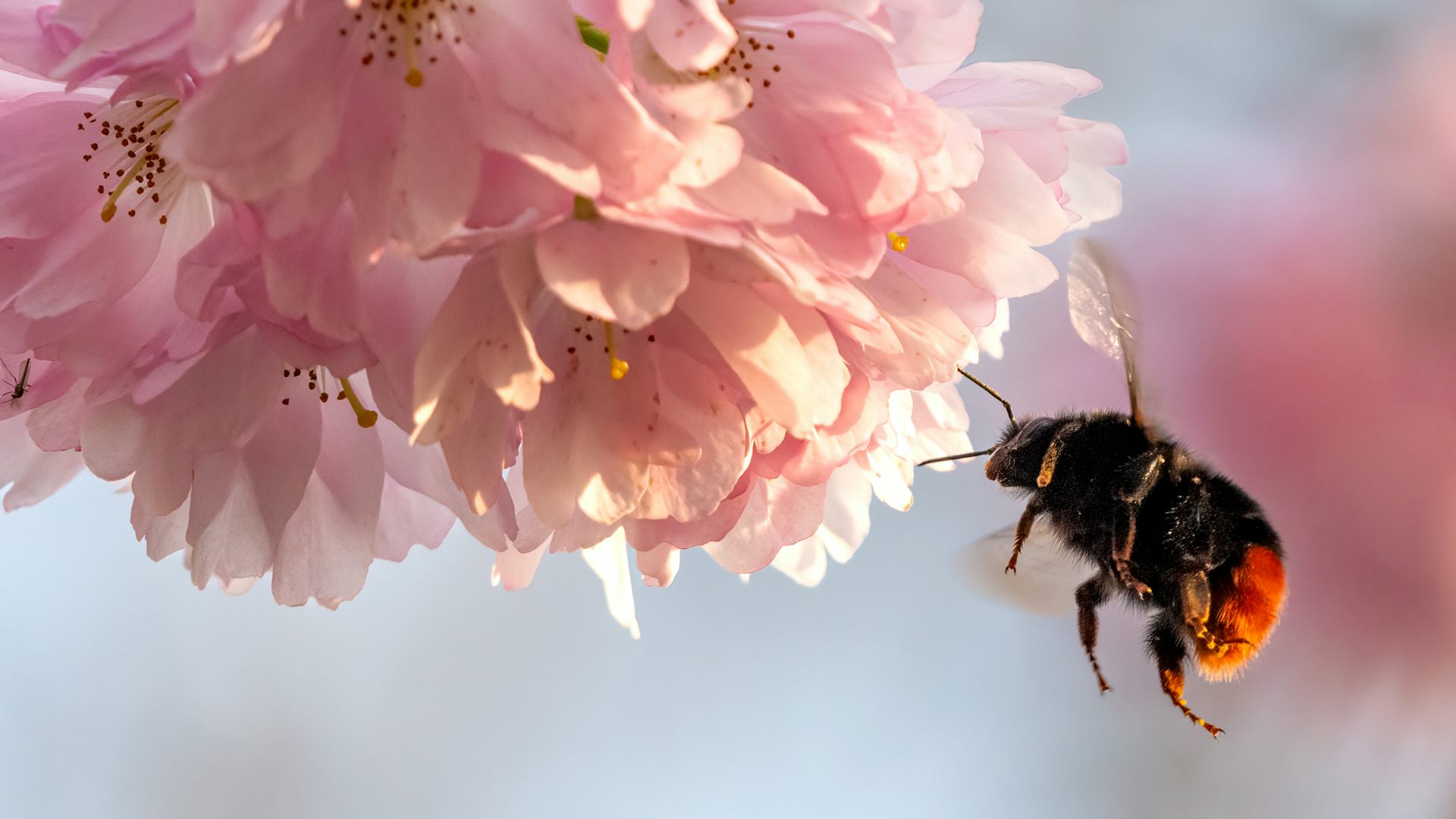 Quand l’alimentation des abeilles sauvages raconte les modifications de leur environnement