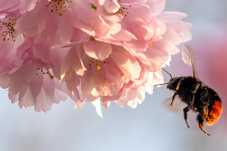 Un bourdon tourne autour de fleurs de pommiers.