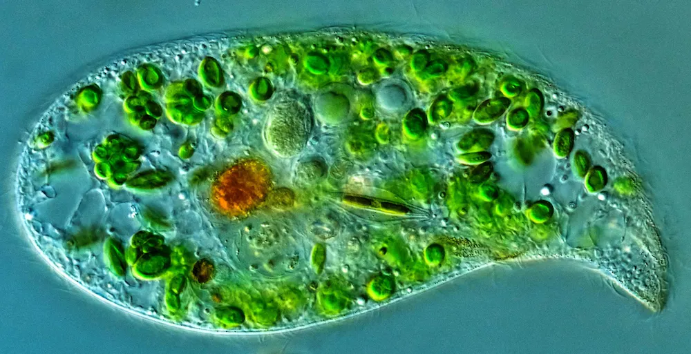 Loxodes Part How we found microbes rarer than a ticket to the Moon